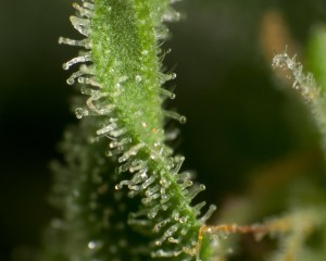 White Russian Auto produces lots of trichomes