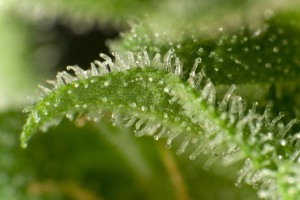 Detailed trichomes of White Russian Auto