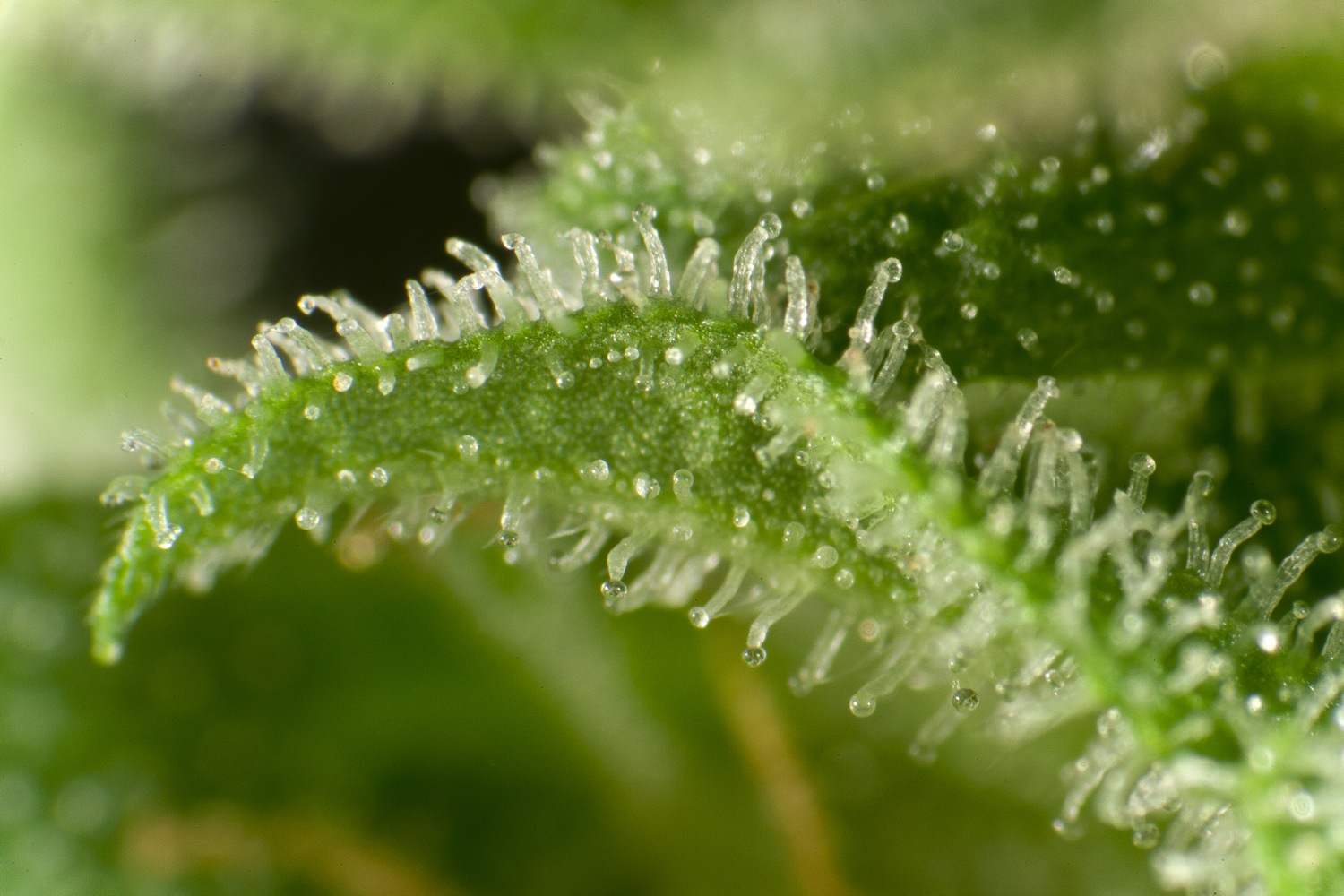 White Yoda Auto trichomes