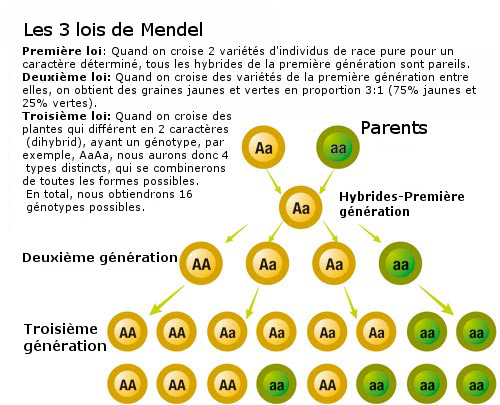 Lois de Mendel Philosopher Seeds