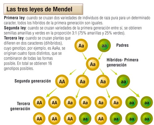 Leyes de Mendel Philosopher