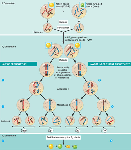 Mendel's Laws and chromosomes