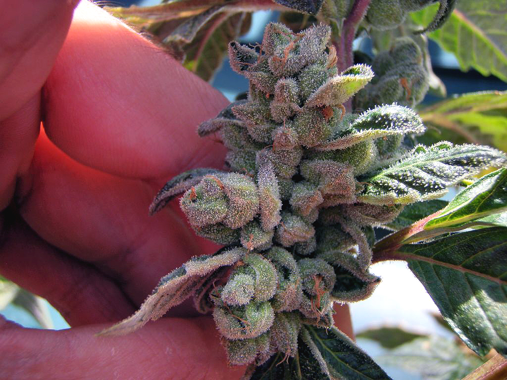 Marijuana hybrids from Philosopher seeds (IBL) .