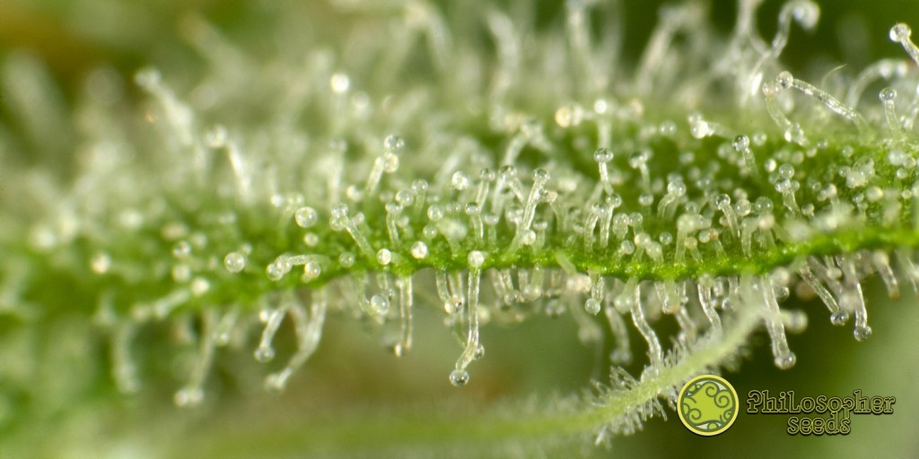 Fruity Jack / Jack El Frutero's trichomes