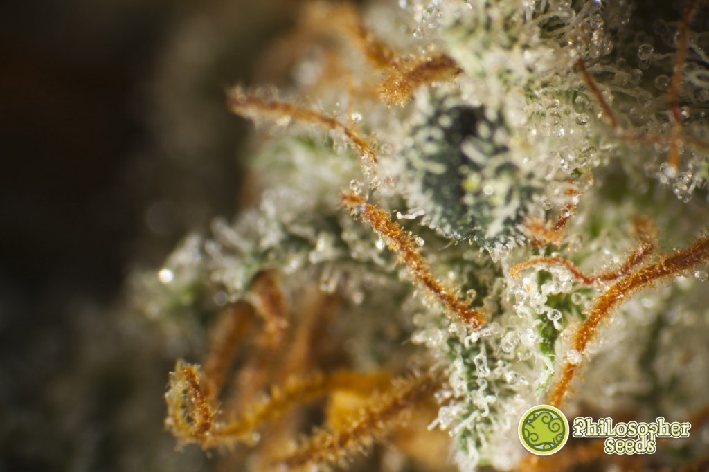 Trichomes de Fruity Jack / Jack El Frutero