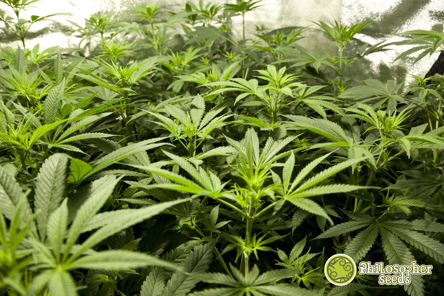 The top three most productive marijuana strains