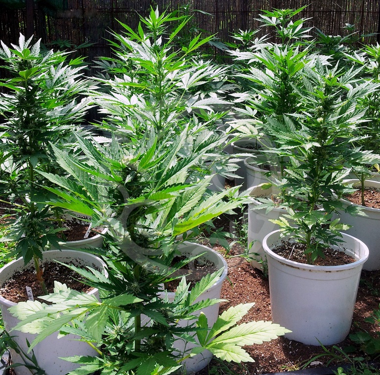 Autoflowering plants growing outdoors