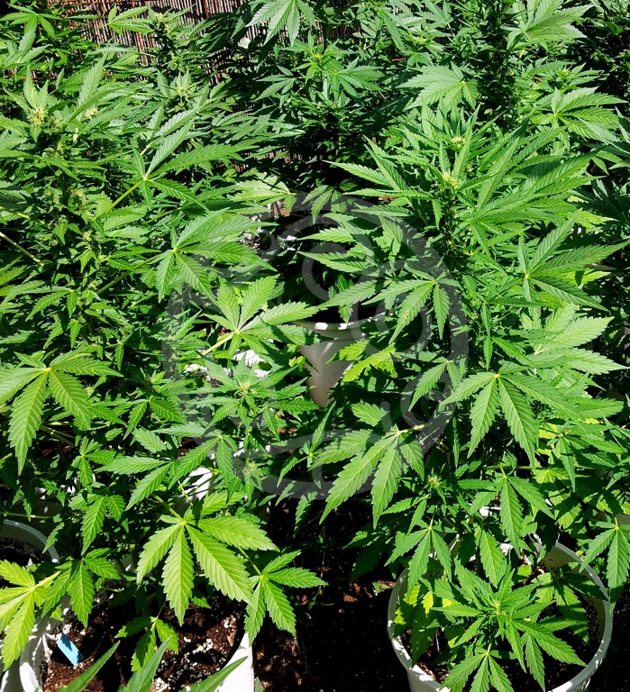 Growing autoflowering plants outdoors