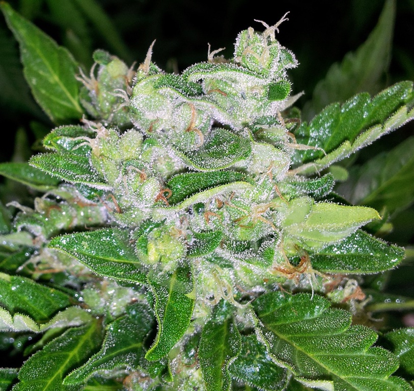 Fraggle Skunk Auto develops very resinous buds 