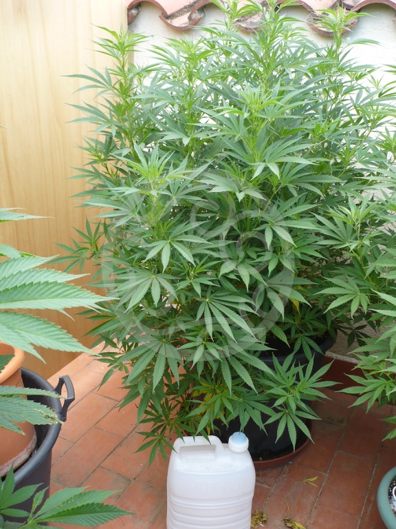 Growing cannabis outdoors: pots or open soil? - Sensi Seeds