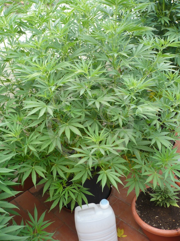 Philo Skunk / Gokunk growing