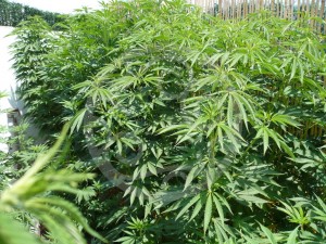 Philosopher Seeds cannabis jungle