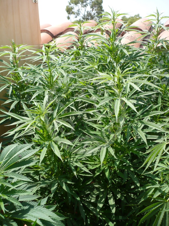 Easy Haze / K-13 Haze outdoors