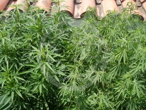 Sativa marijuana plants under the sun 