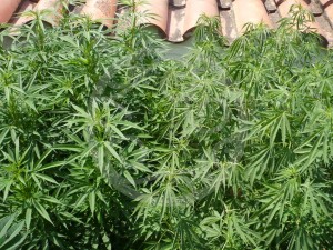 Piante di marijuana Sativa sotto il sole