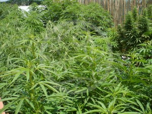 Lush marijuana plants