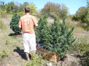 A stroll along the cannabis garden