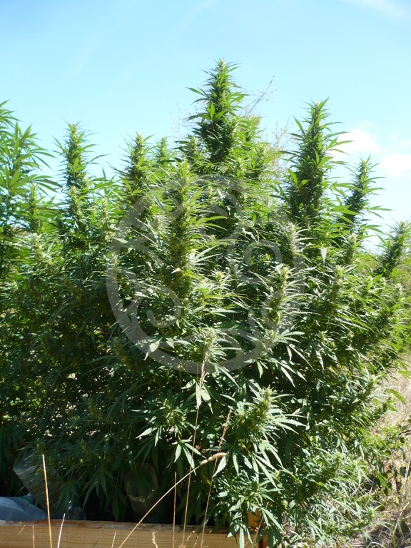 Growing marijuana outdoors