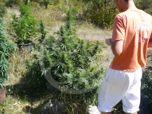 Inspection des plantes de cannabis