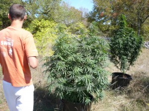 Philosopher Seeds organic growing outdoors