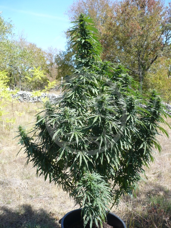 Plante de cannabis sous le soleil