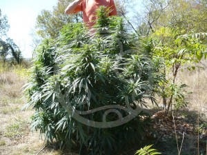 Compact marijuana plant outdoors