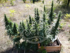 Flowering marijuana plant