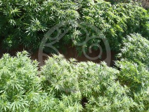 Marijuana plants on a balcony