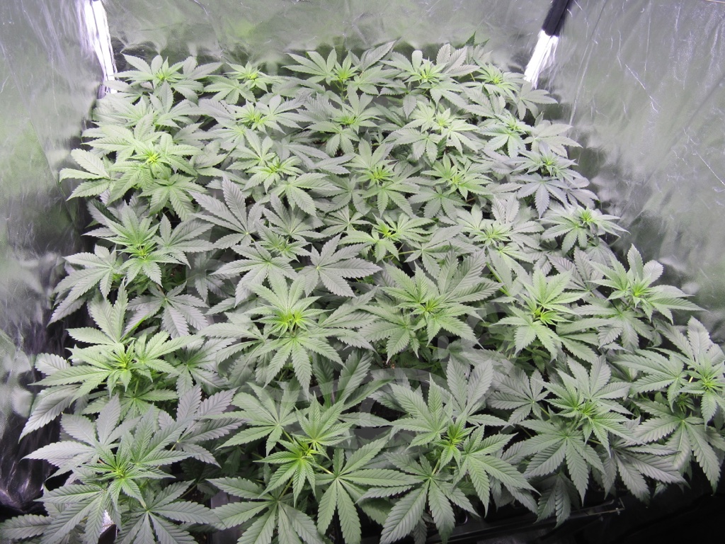 Piante di marijuana in fase vegetativa
