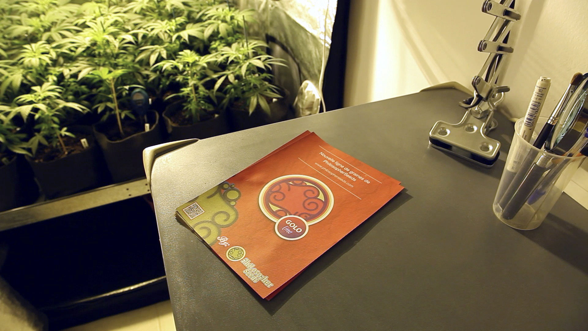 Guía sobre como escoger entre las variedades de marihuana Philosopher Seeds