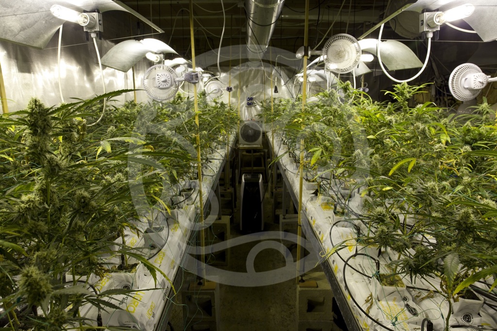 Cannabis grow room ventilation