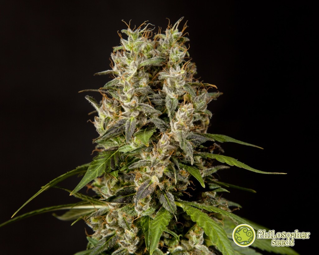 Cultivo en Super Soil