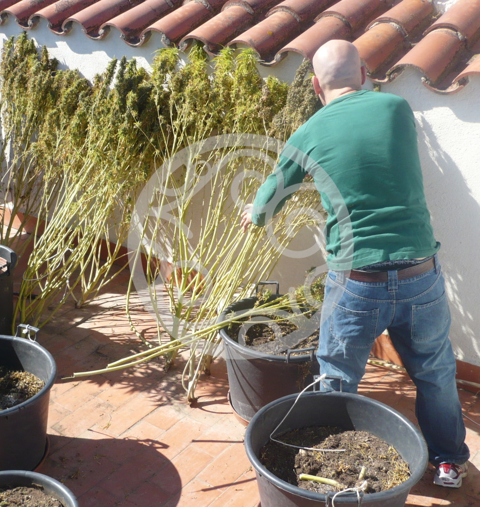 Cuando cosechar la marihuana- Philosopher Seeds