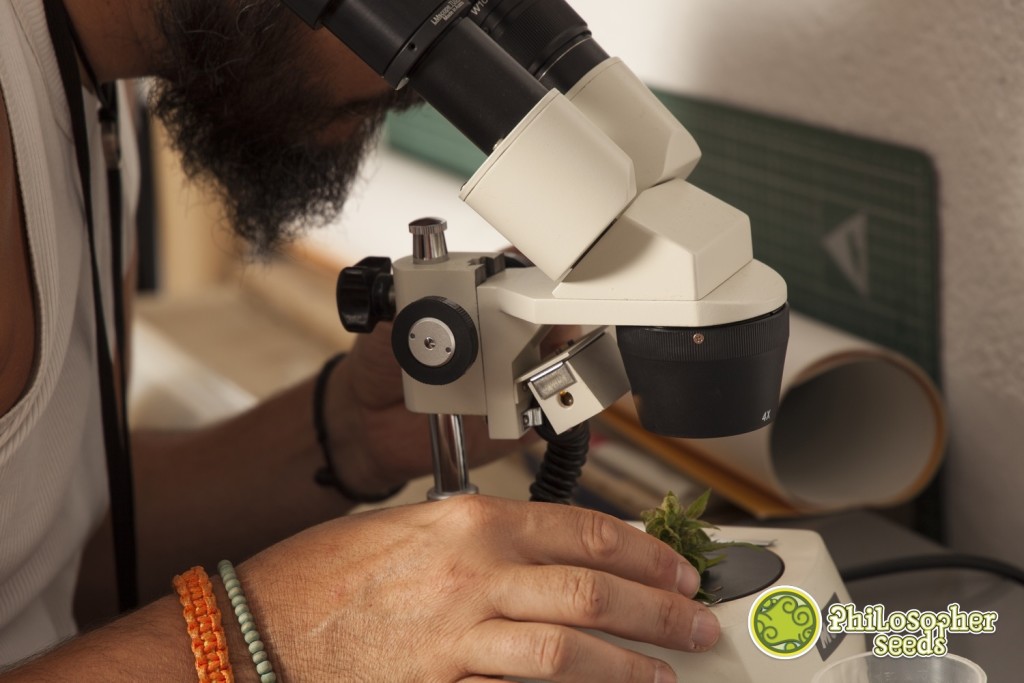 Observação de tricomas de SuperJuani antes da colheita