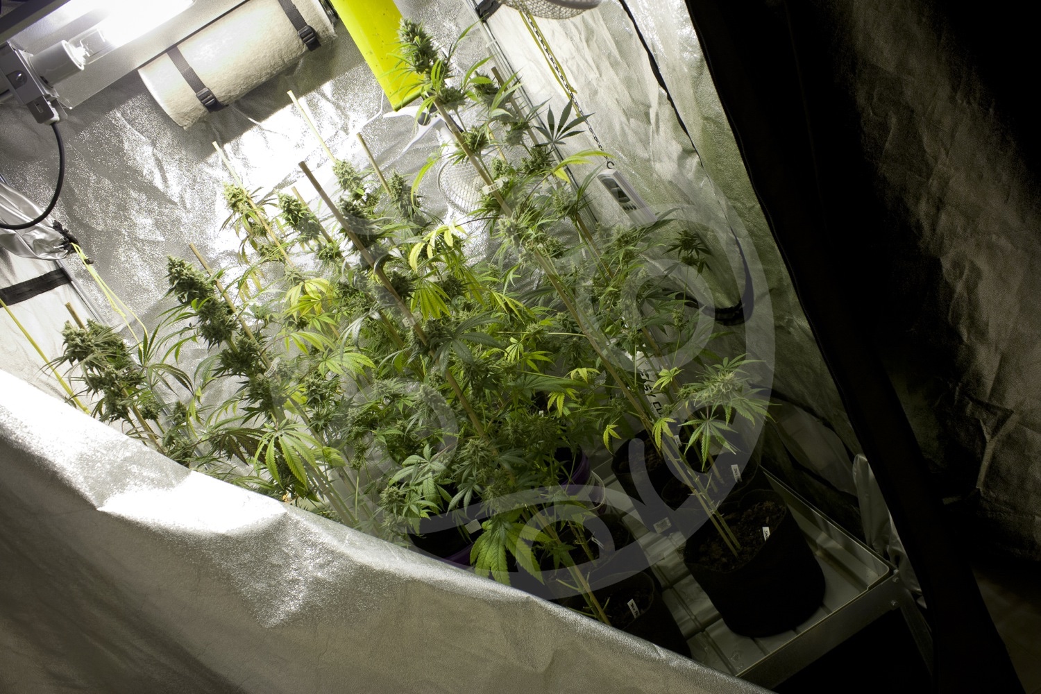 Bases para cultivar marihuana en interior