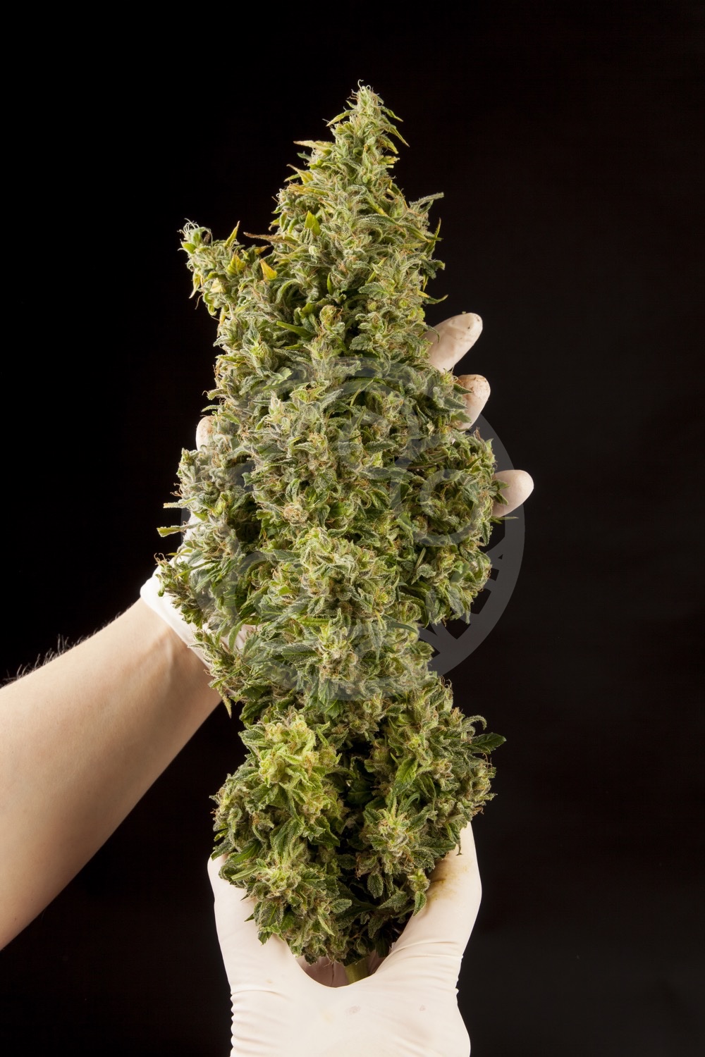 Selecting a feminised cannabis mother plant Blog