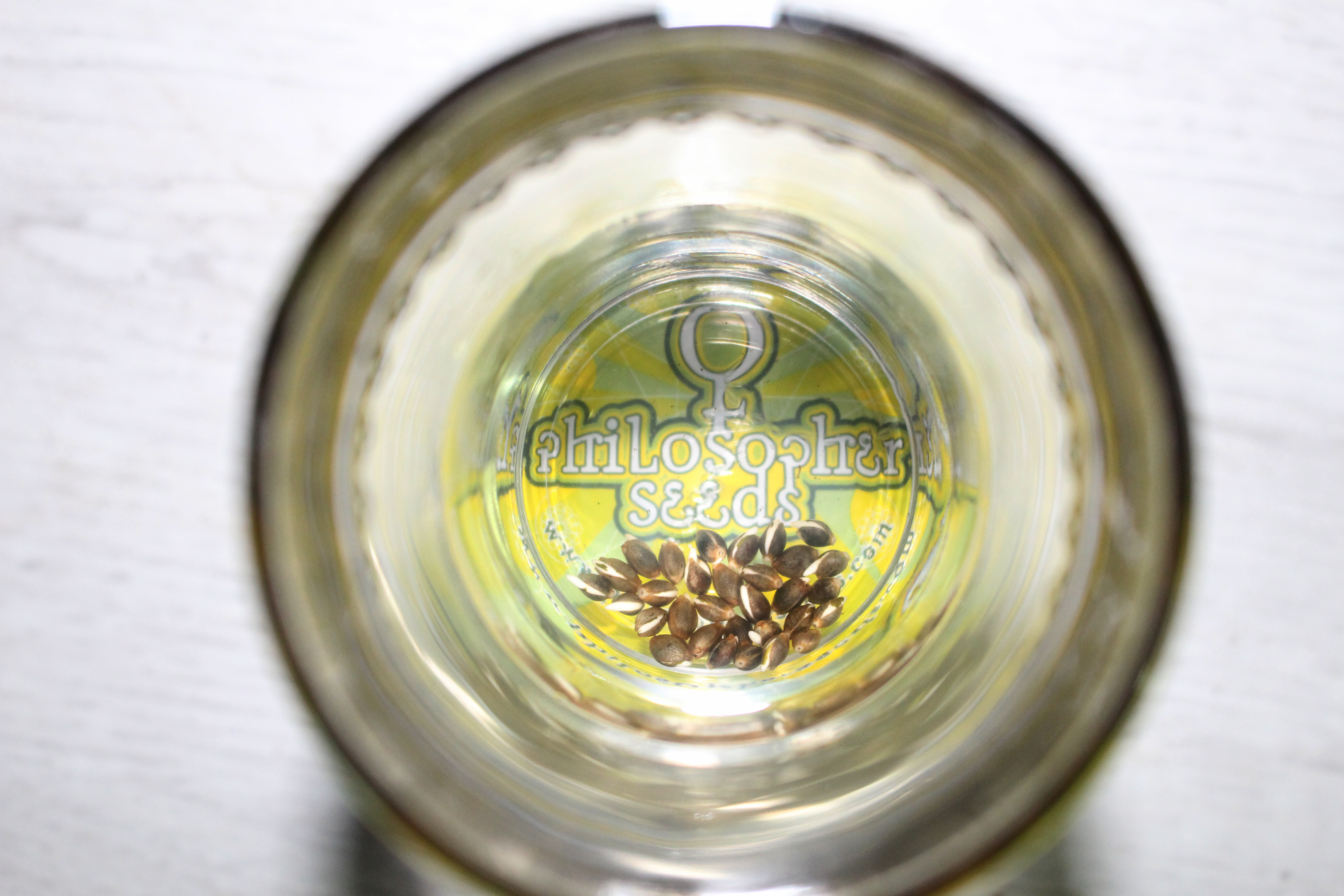 Sementes de cannabis num copo de água