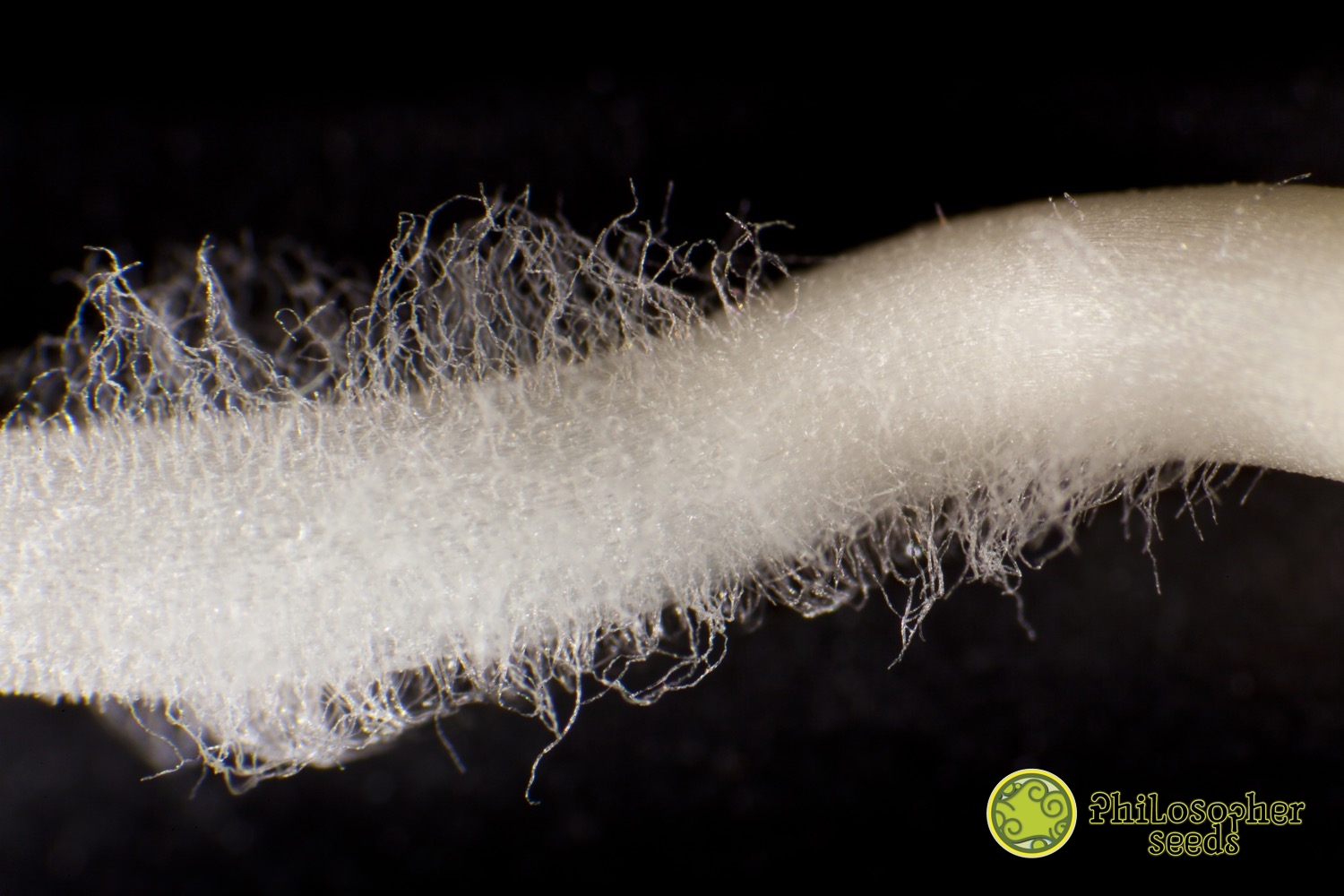 Pelos absorventes de uma semente de cannabis
