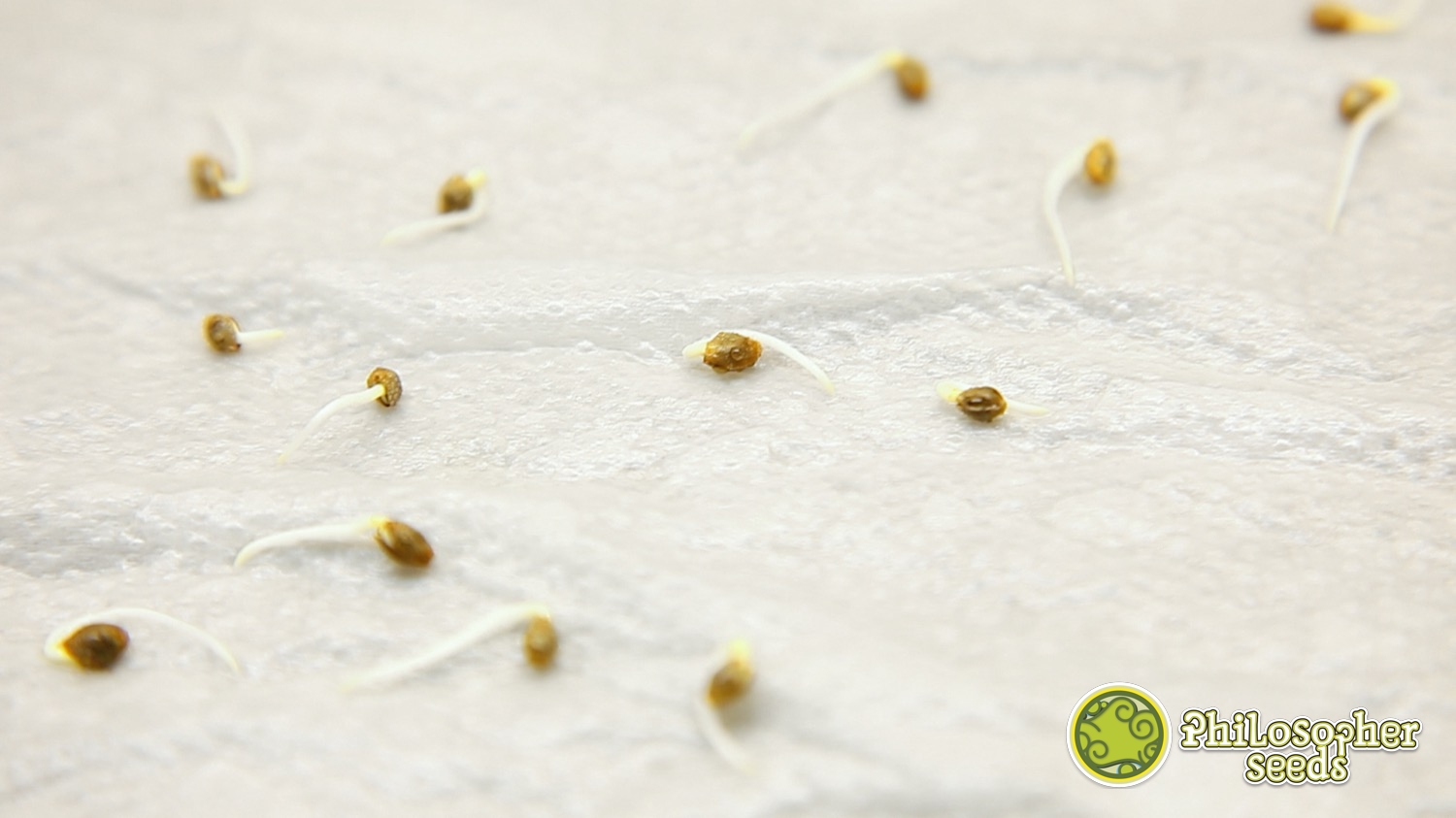 Germinação de sementes de cannabis em papel absorvente