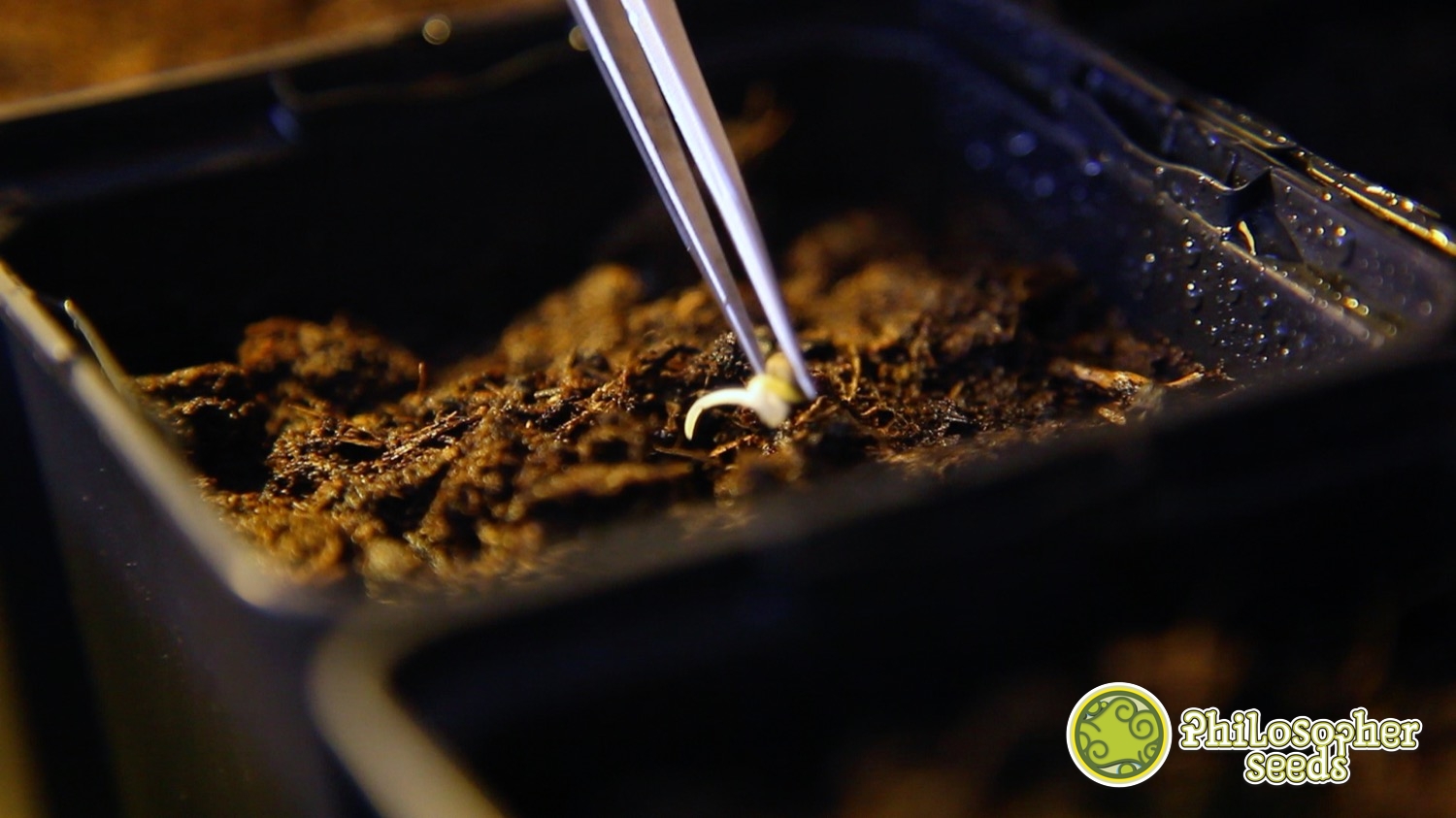 Semente de cannabis em terra