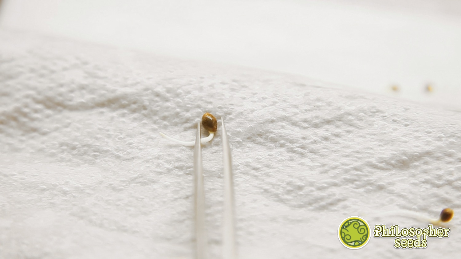 Semente de cannabis antes de transplantar