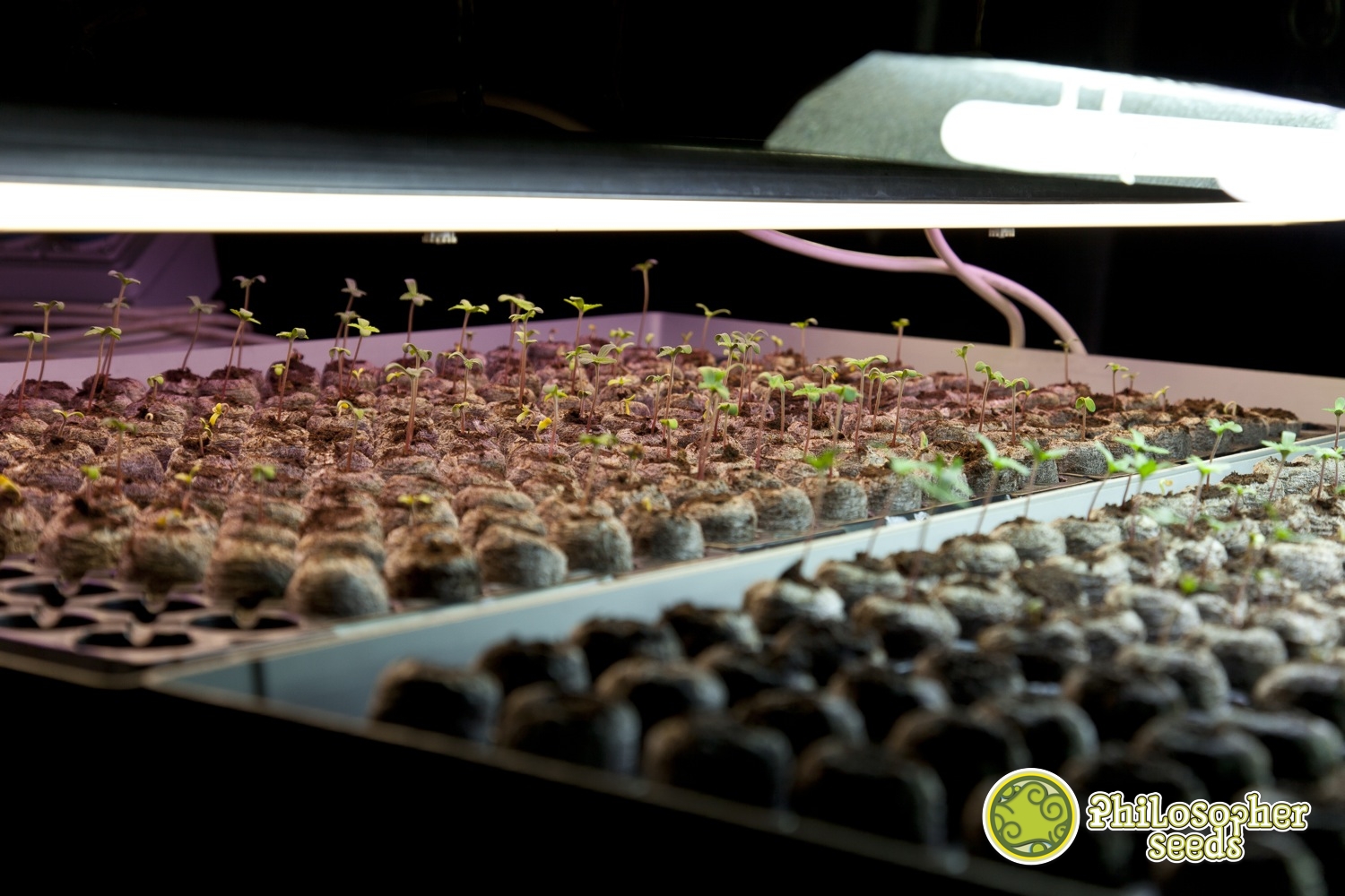 Germinação sob fluorescentes