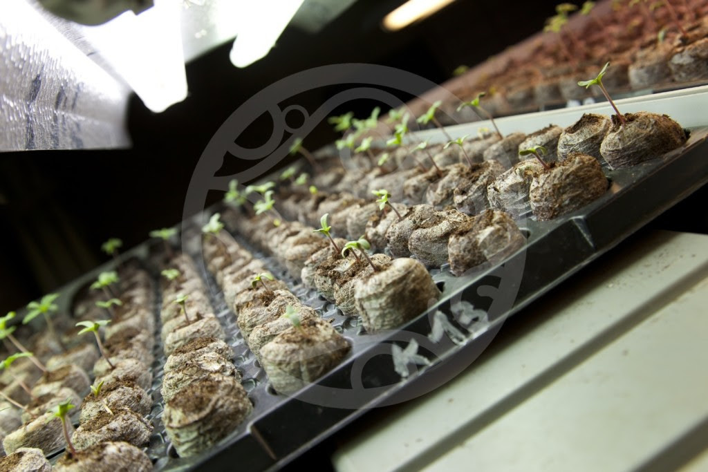 Philosopher Seeds