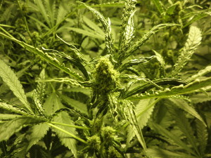 Cannabis plant with mite attack