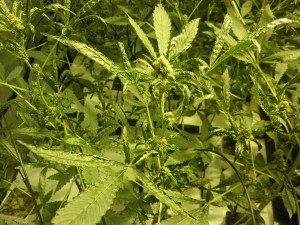 Planta de marihuana con micro-ácaros