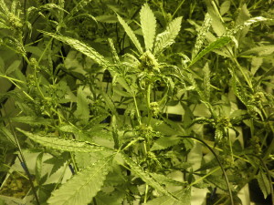 Marijuana infested by mite pest