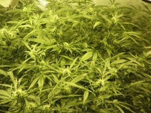 Cannabis crop with Phytonemus Pallidus