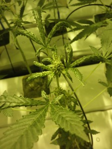 Marijuana plants infected by microscopic mites