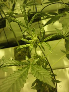 Culture de cannabis avec Phytonemus Pallidus