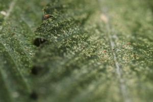 Symtpoms of spider mites infestation